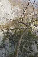 Strom stojící mezi vývěry Jedovnického potoka nedaleko Býčí skály. Václav Cílek: Býčí skála, 23.11.2006, exkurze FaVU