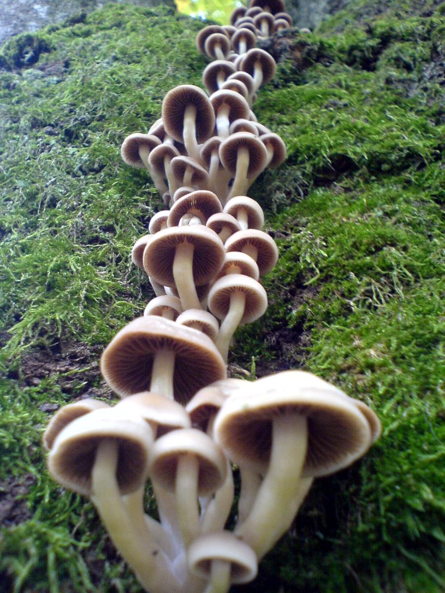 Waterfall of mushrooms on tree trunk - mushroomfall, October 2007